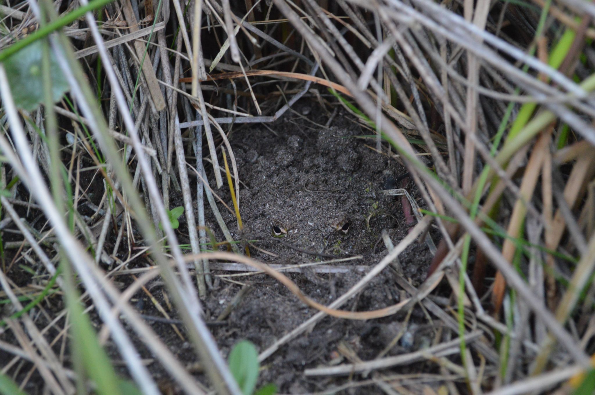 Ceratophrys ornata   Reproductively inactive period   Photographed by Camila Deutsch (4)